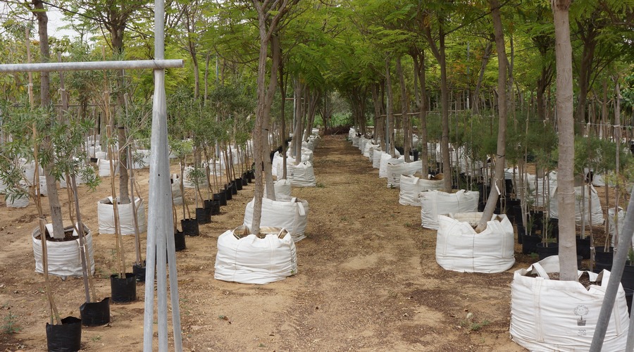 Tree Nursery Stock Assessment UAE