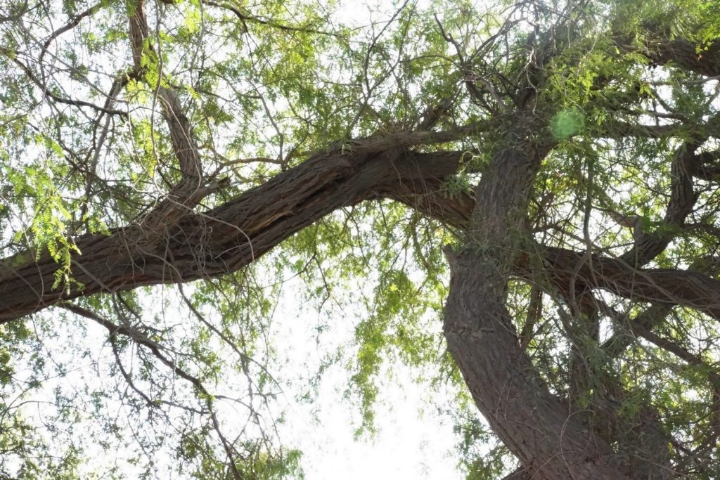 Pruning of Broadleaf Trees in the UAE Tree Care for the Middle East