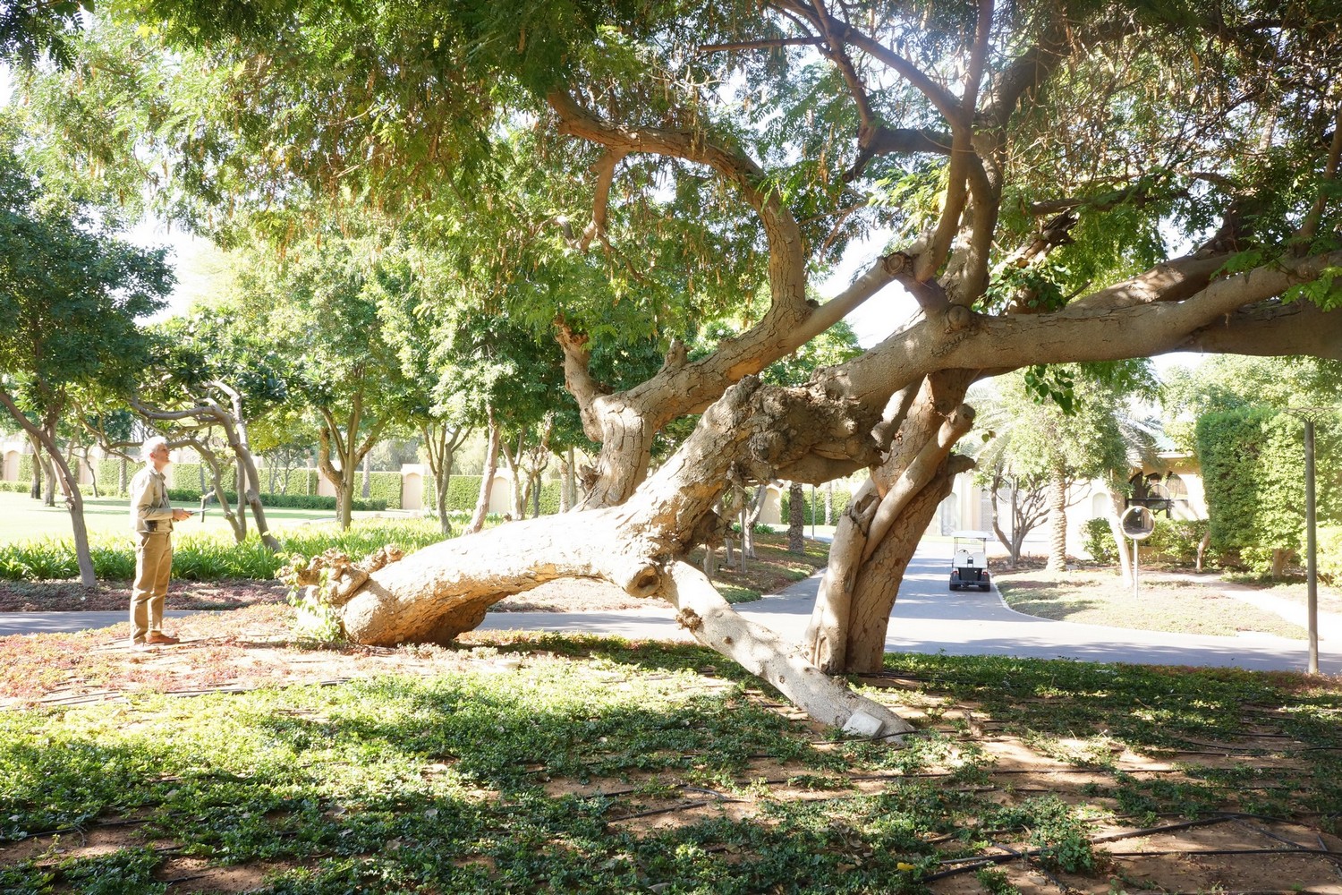 Years of neglect for these trees