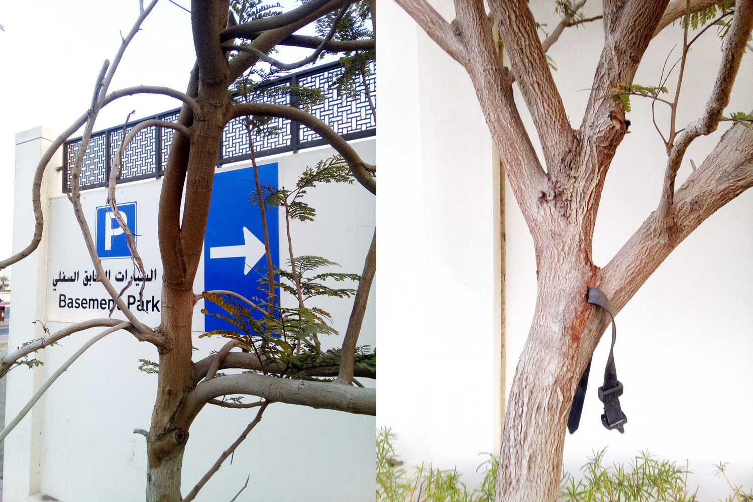 Lack of care and attention in the nursery has damaged these trees for life