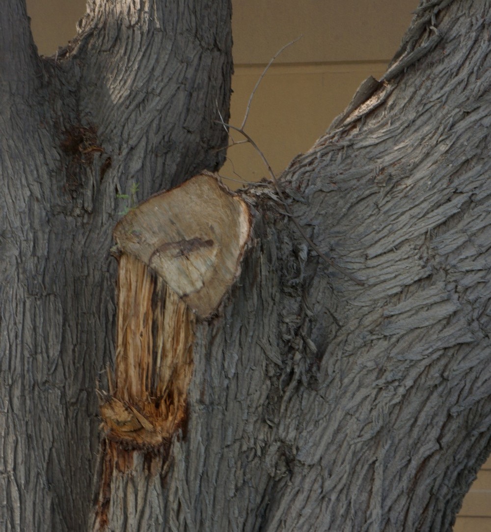 Incorrect pruning has torn through the collar and the natural defense mechanism of this ghaf