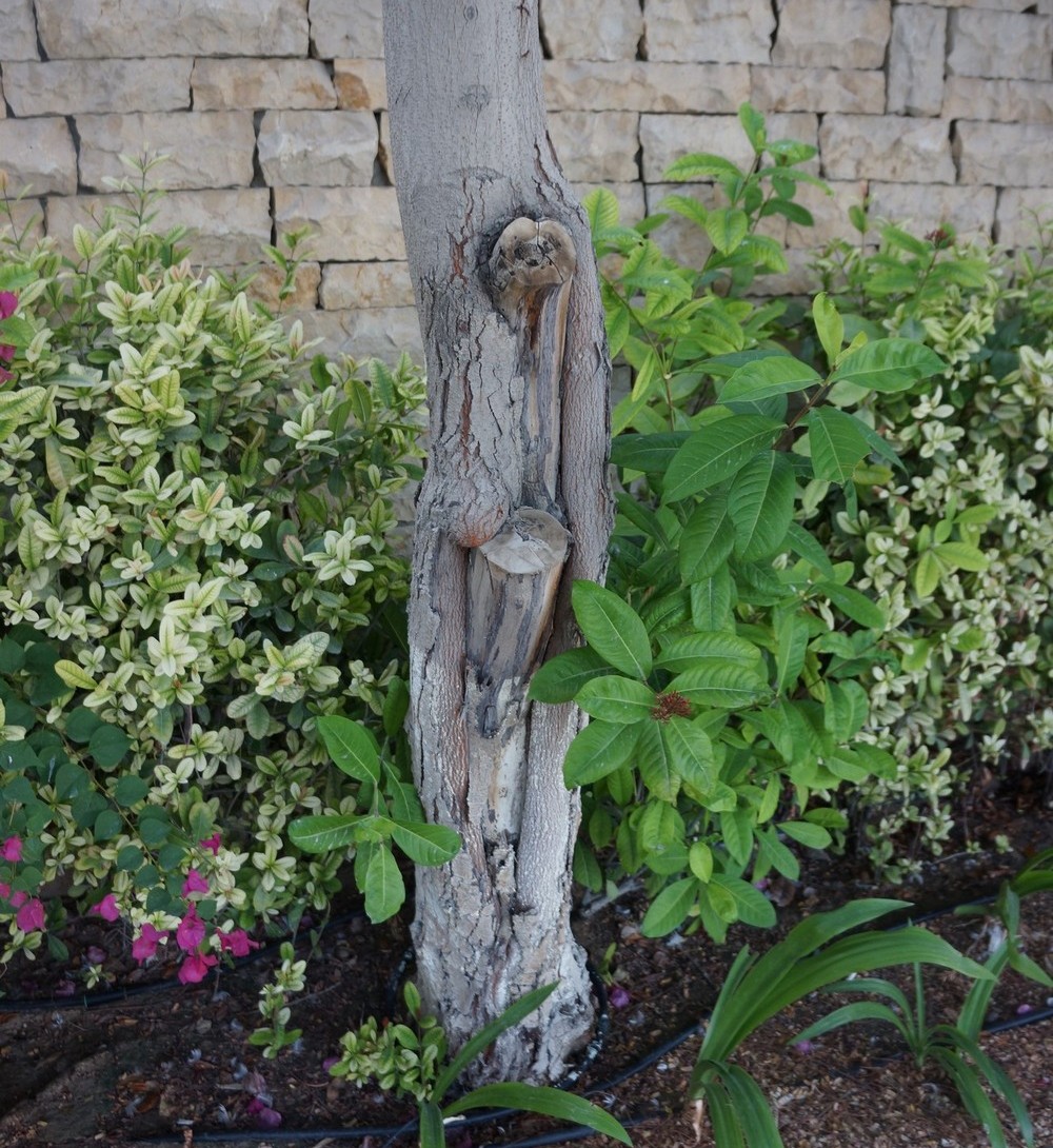 Poor care at the nursery stage has caused significant damage