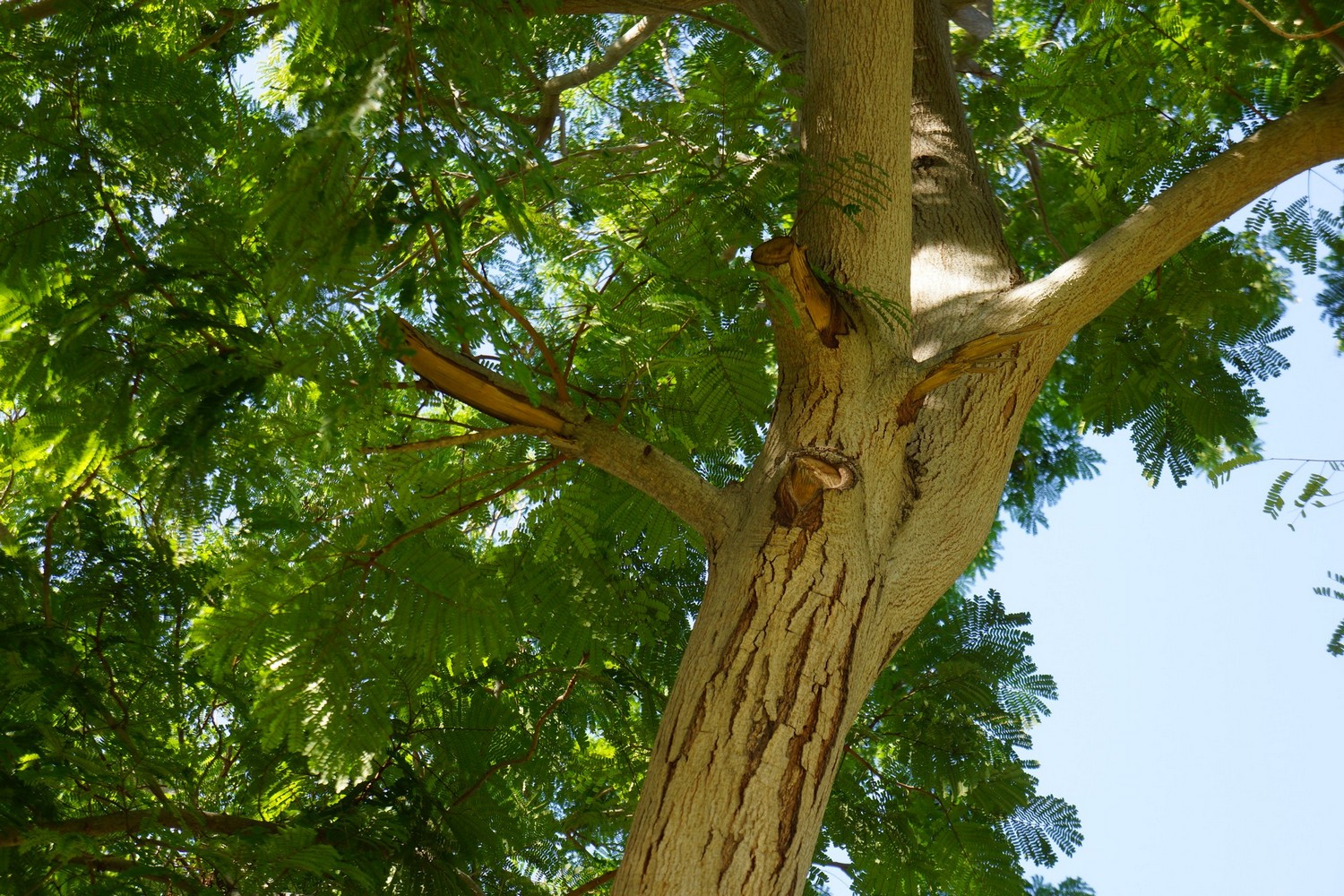 Stubs with tears on a Delonix caused by incorrect pruning methods