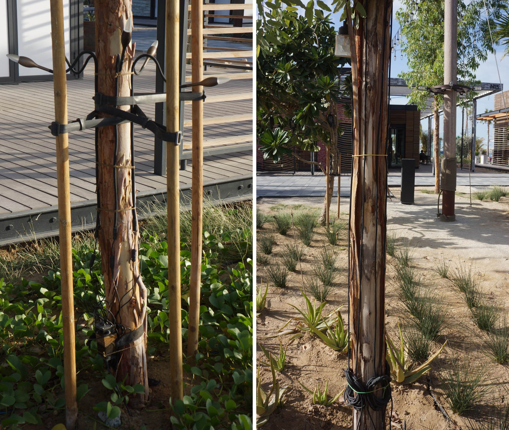 Incorrect attachment of electric cables to a tree