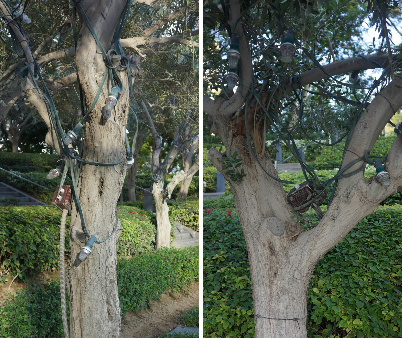 messy cabling in trees