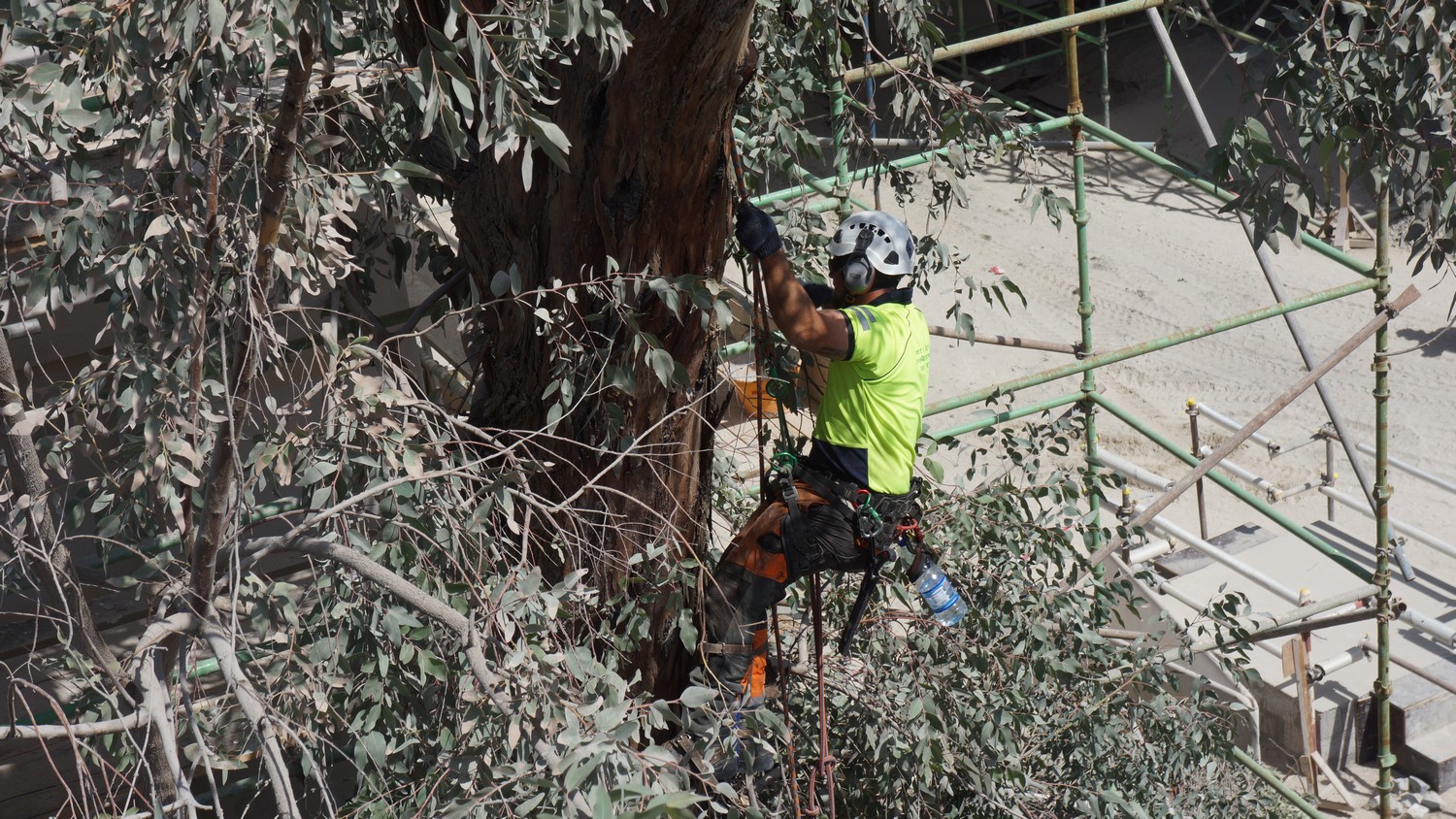 Tree Surgery to an old eucalyptus, Abu Dhabi