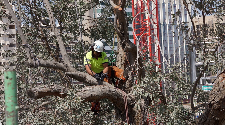 Tree Surgery in the UAE organised by MLD