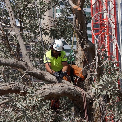 Tree Surgery in the UAE organised by MLD
