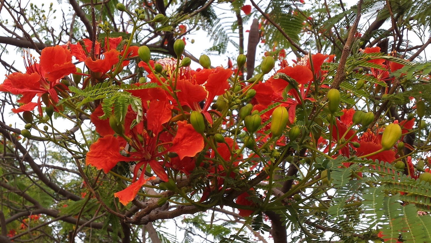 Delonix regia, the flamboyant tree