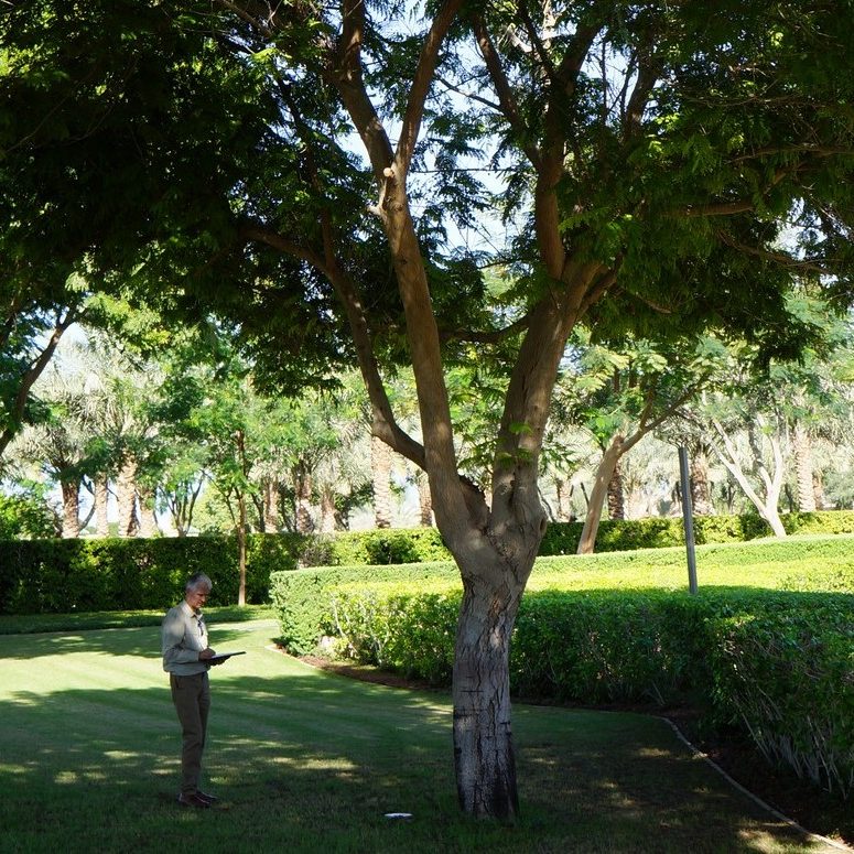 Surveying trees in Dubai